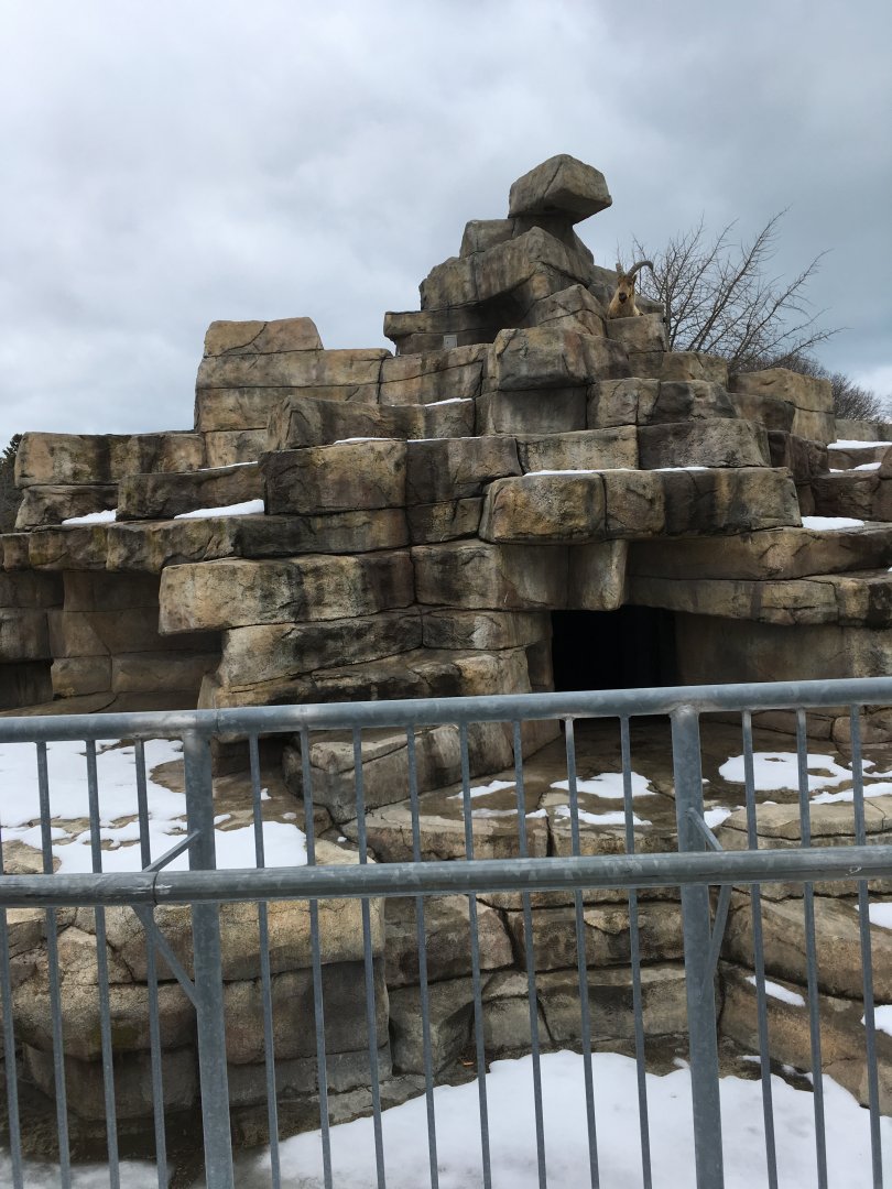 Tur Mountain - West Causcasian Tur Exhibit