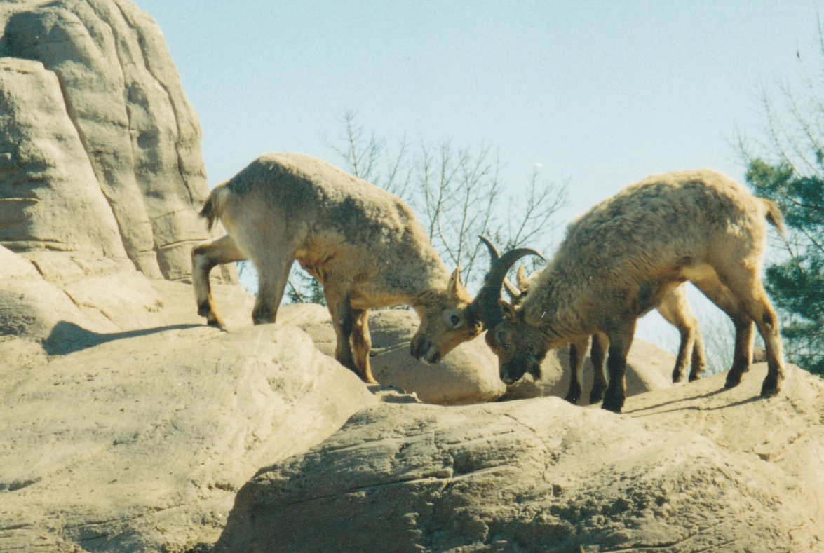 Tur wrestling 1990's