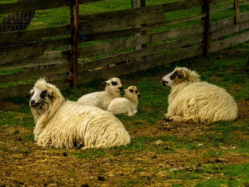 turacana sheep