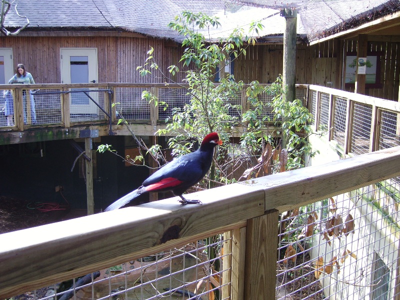 Turaco - African Rain Forest