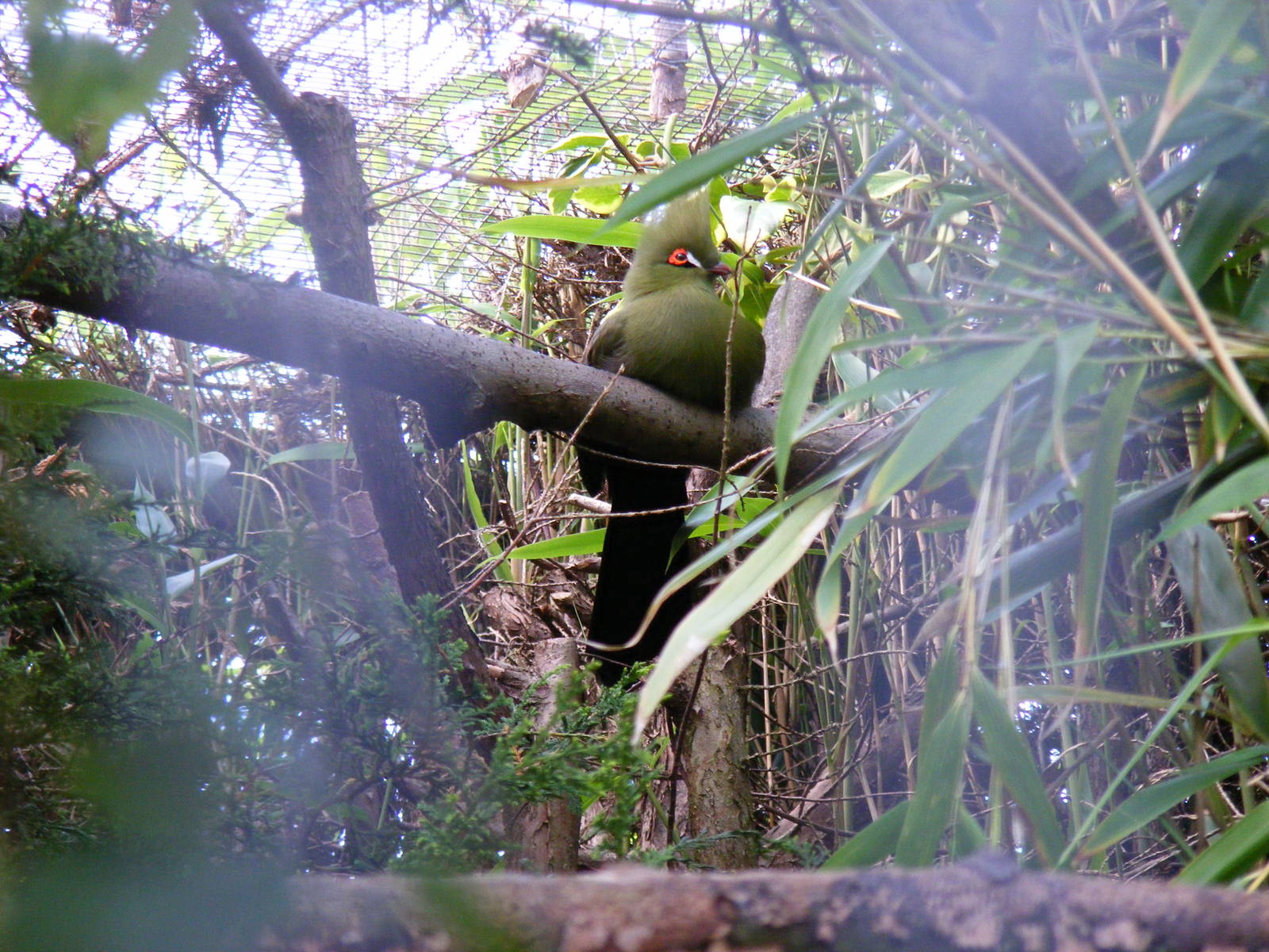Turaco at Linton Zoo, 11 September 2010