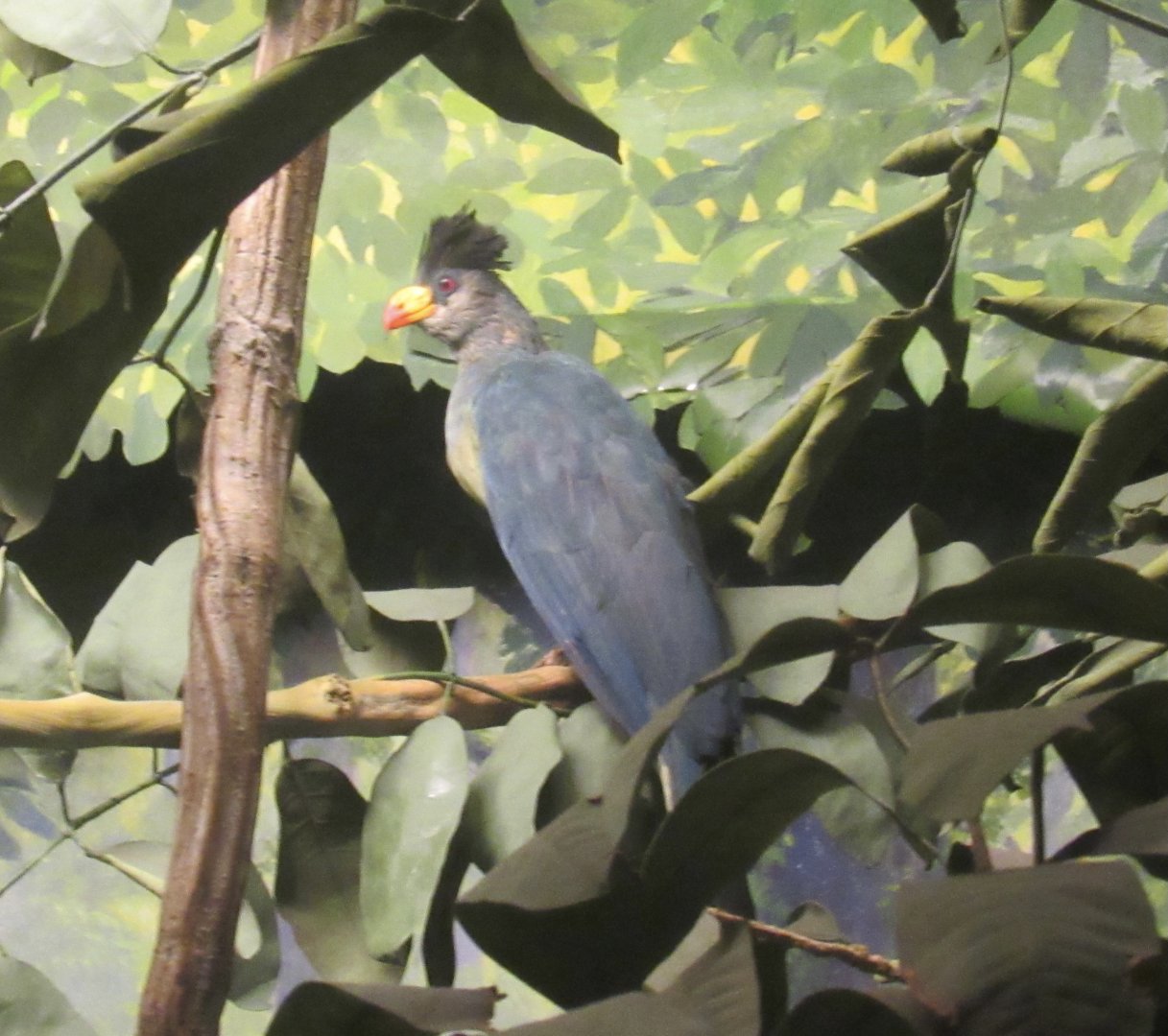 turaco diorama