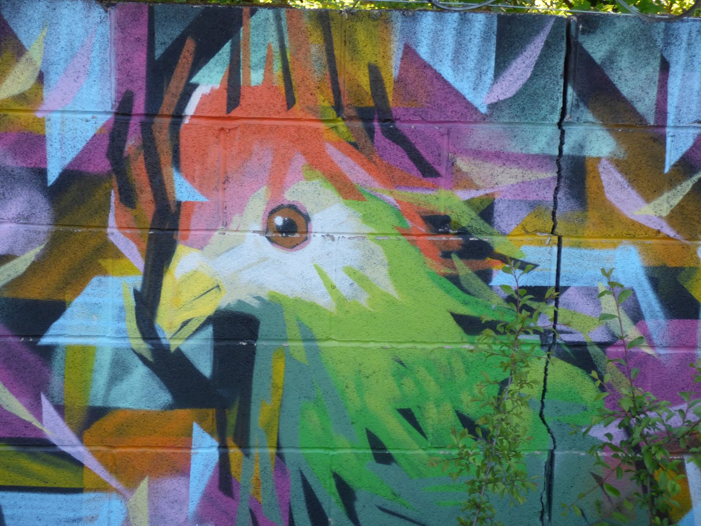 Turaco Graffiti