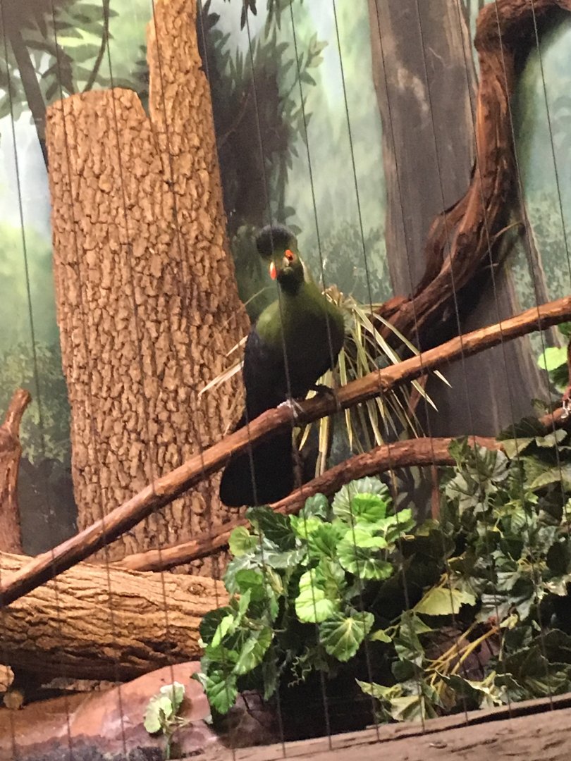 Turaco | Henry Vilas Zoo