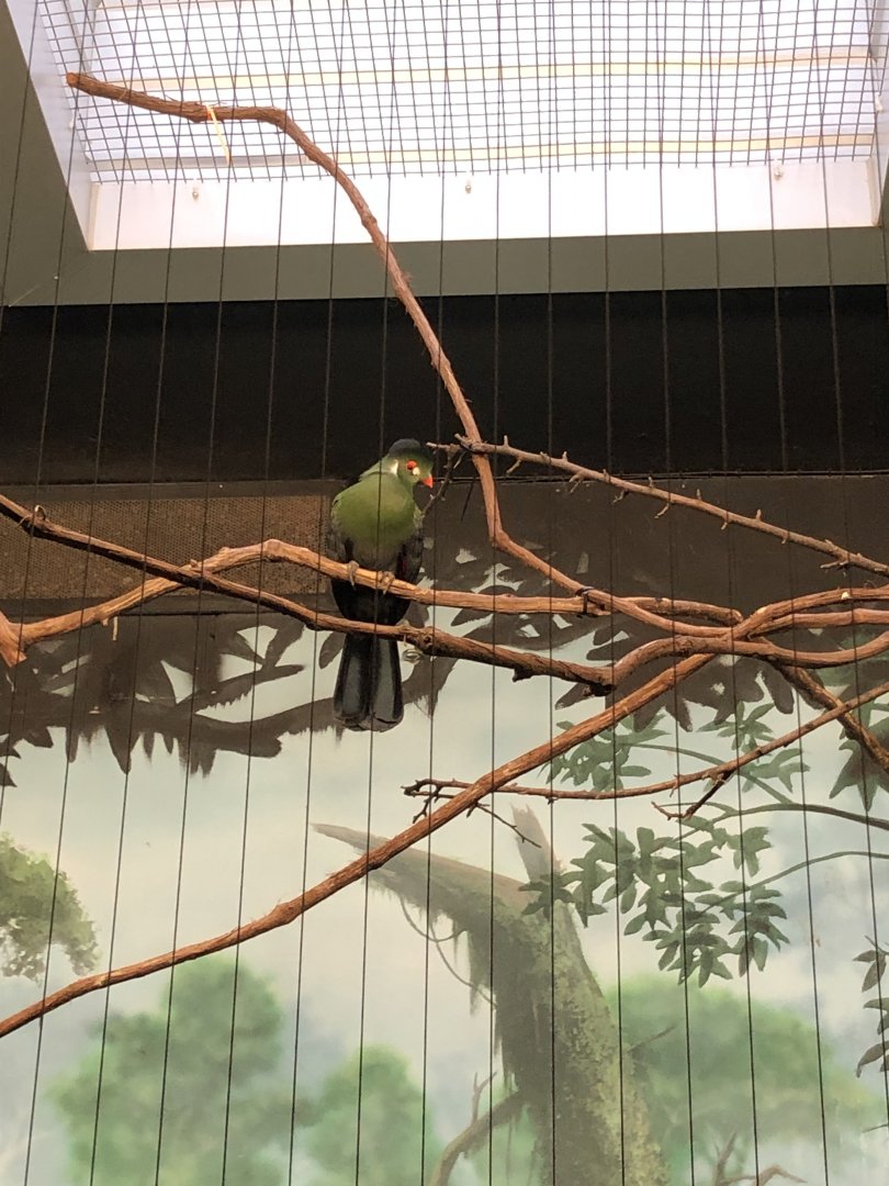 Turaco | Henry Vilas Zoo