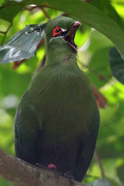 Turaco ID - Bird Paradise (Singapore)