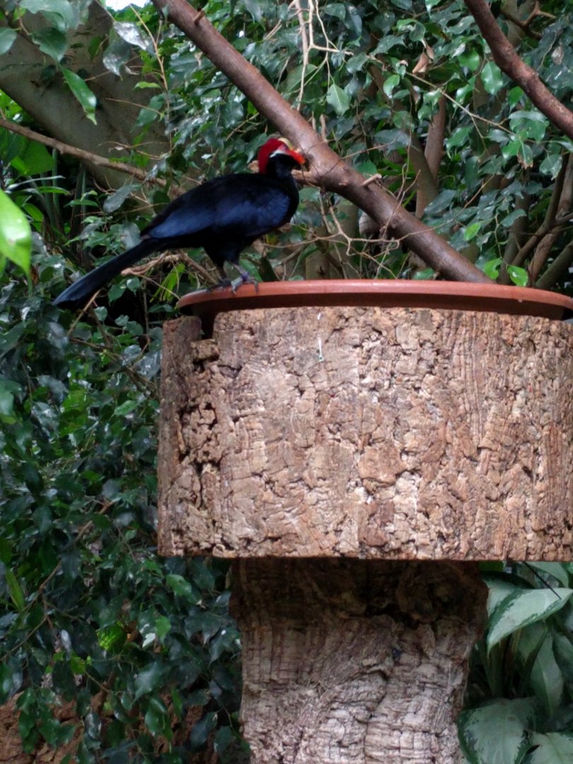 Turaco ID