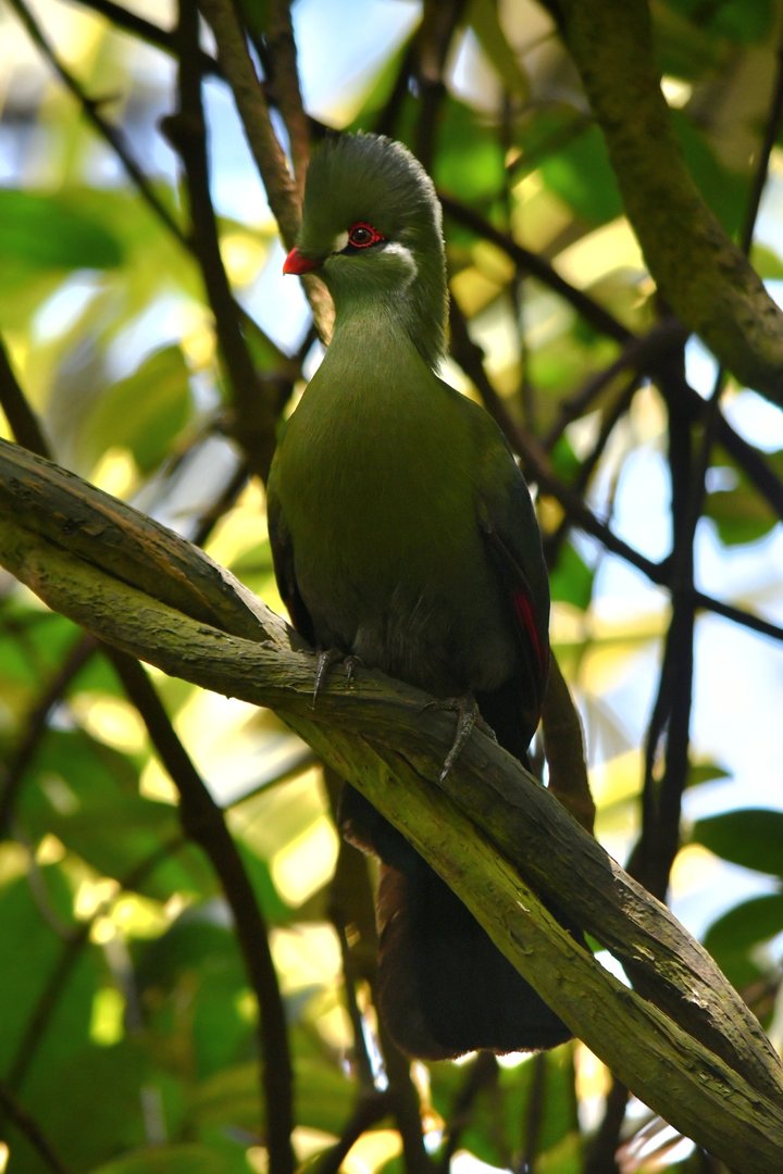 Turaco ID?
