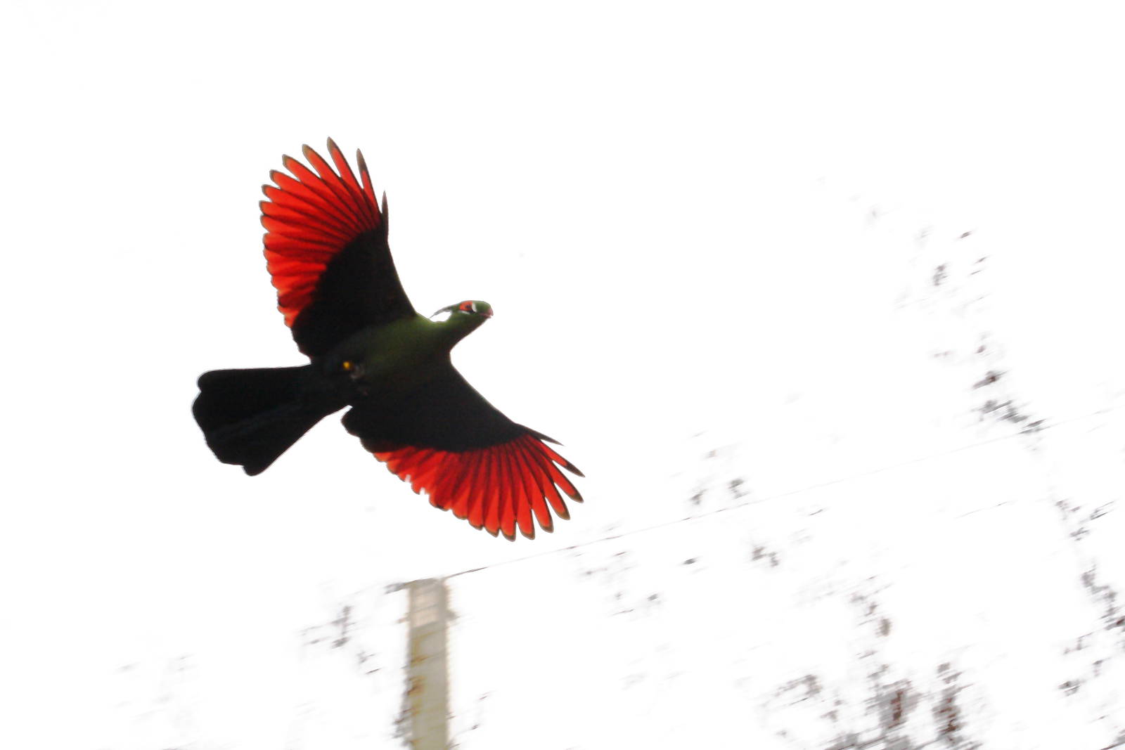 Turaco in flight - Tsavo aviary