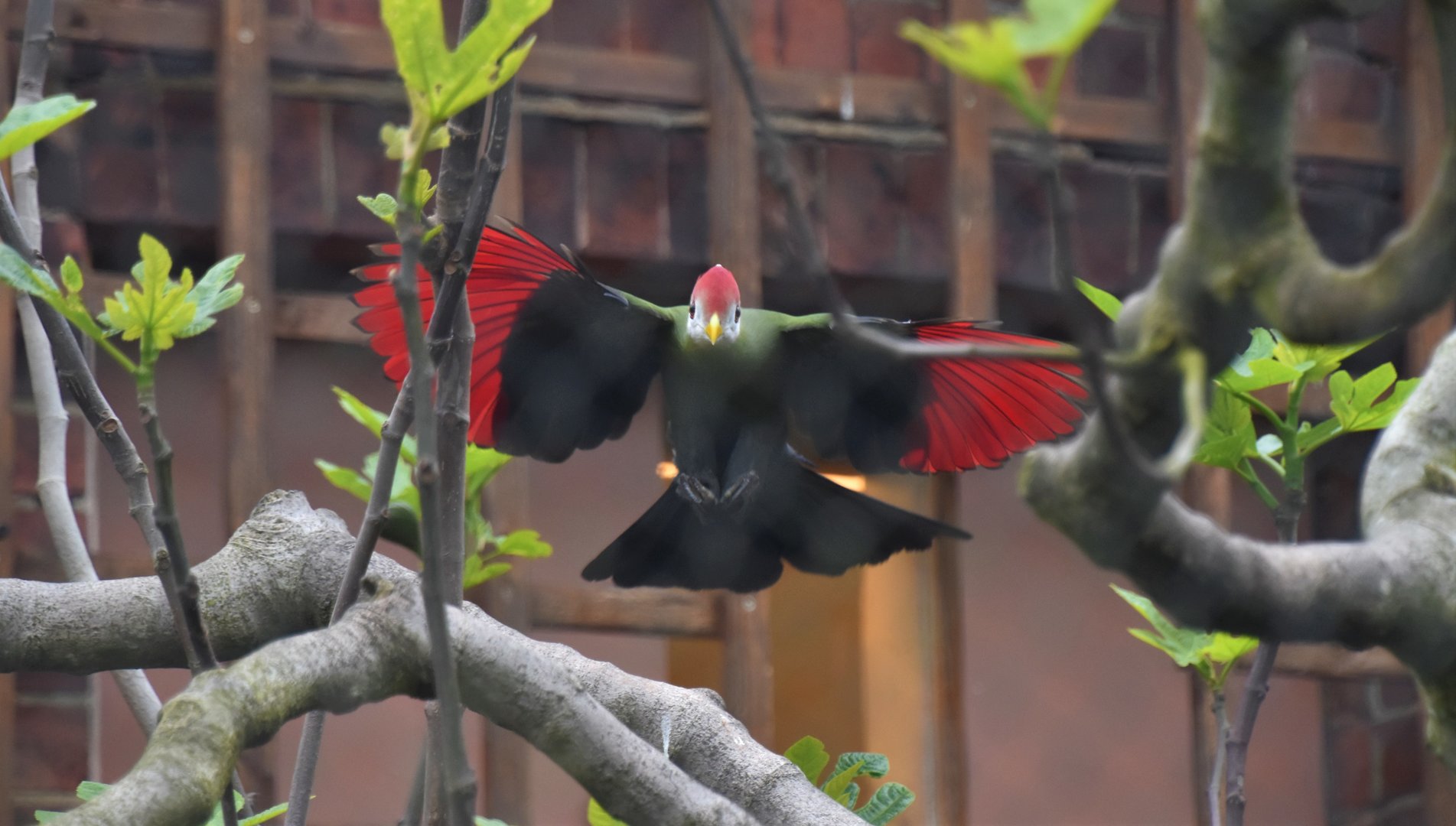 Turaco in flight