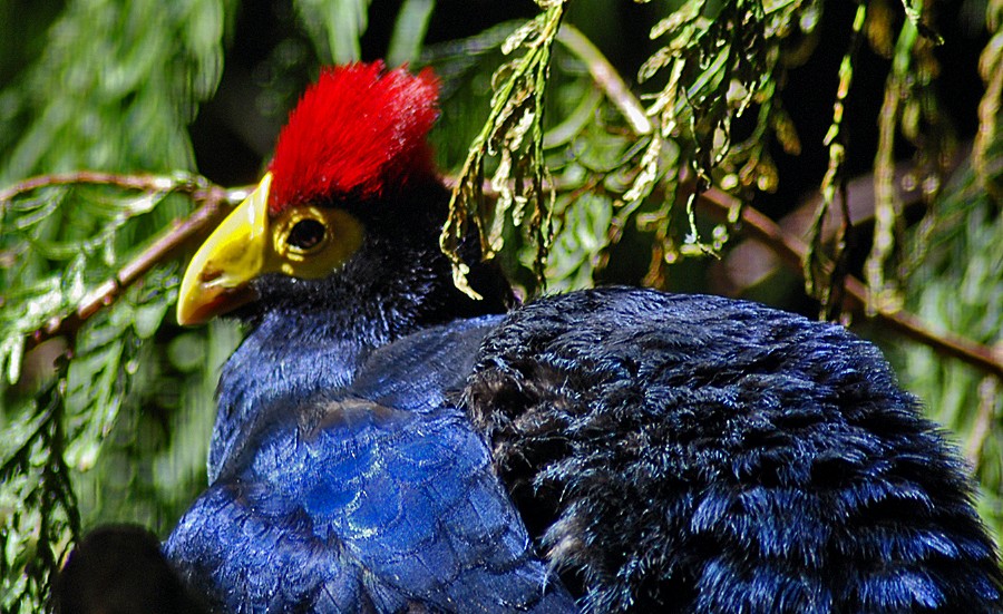 Turaco, Lady Ross's