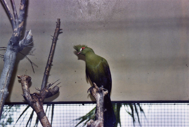 Turaco - Parc de les Aus