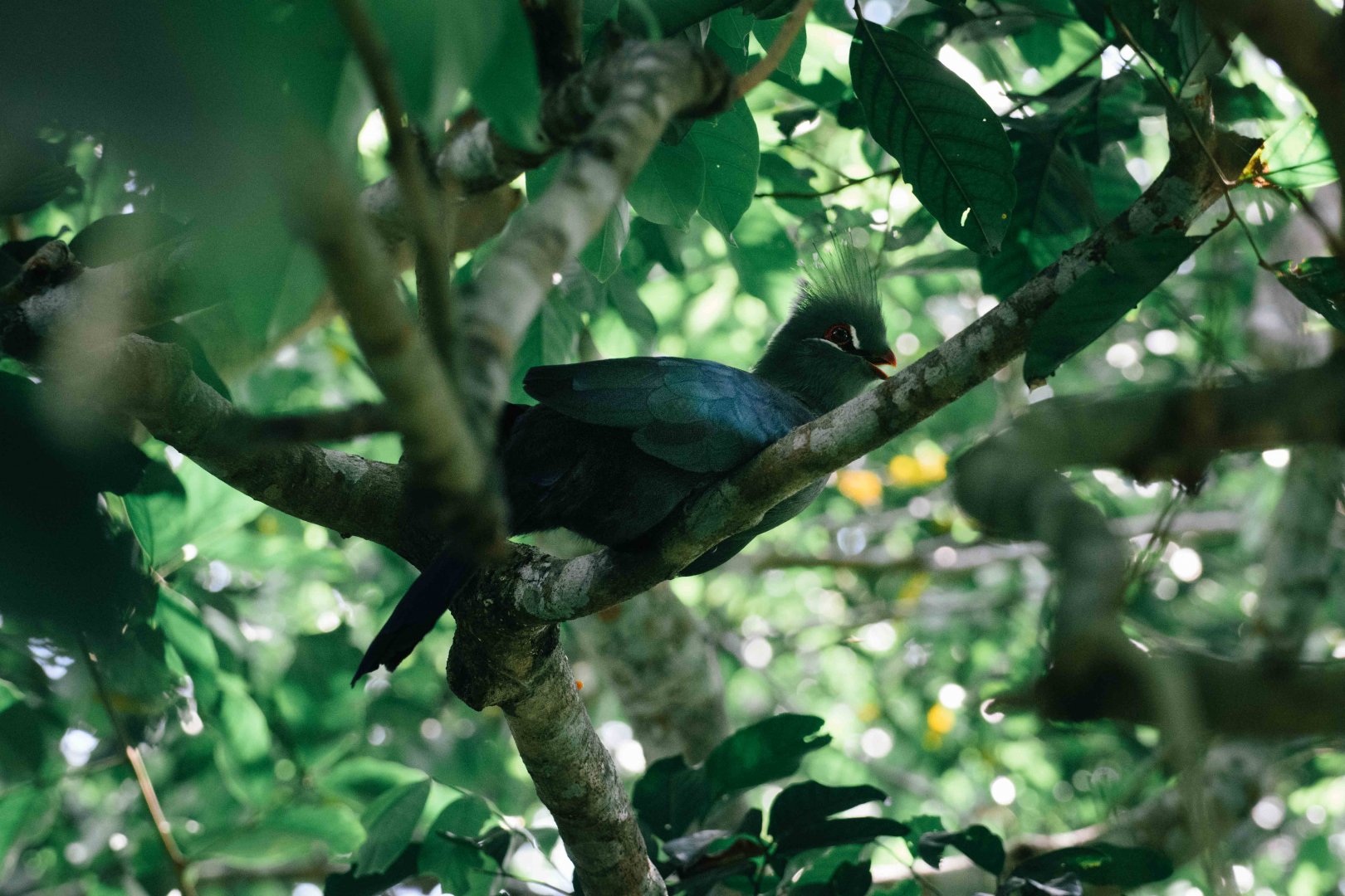 Turaco species ID