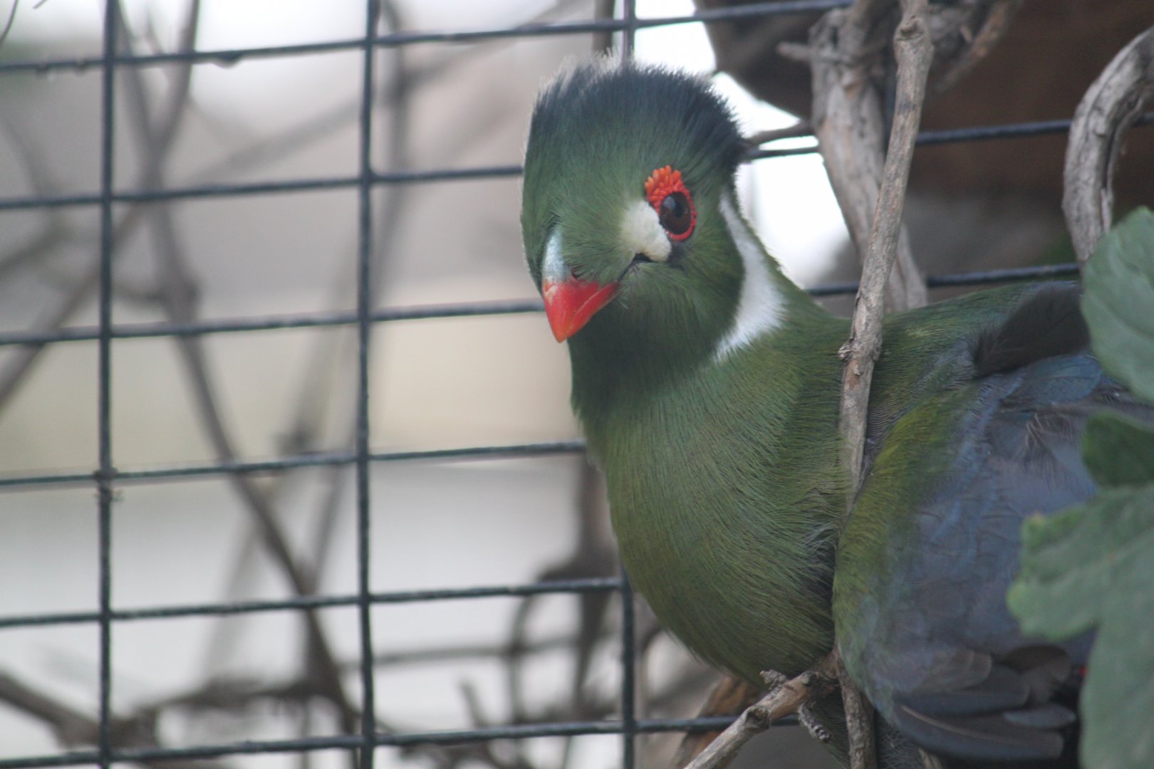 Turaco stuck in a vine
