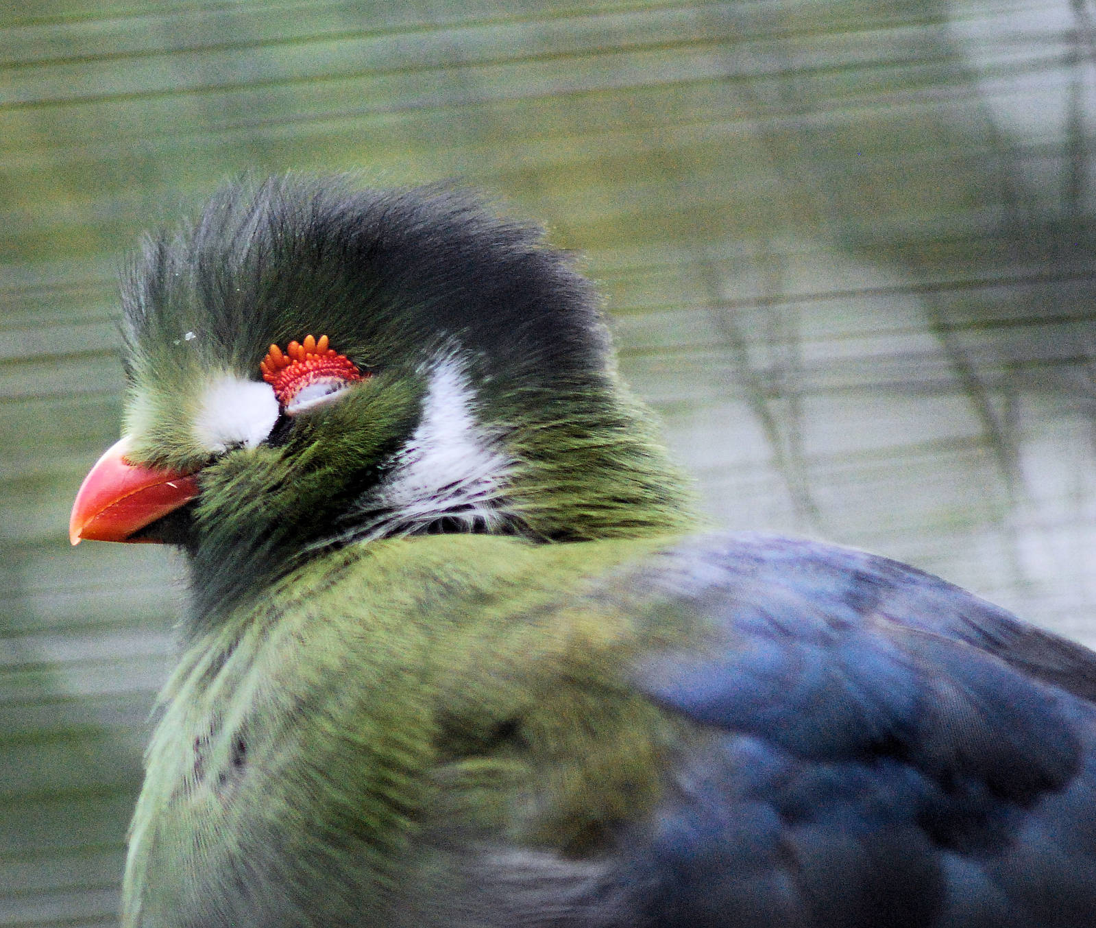 Turaco white cheeked
