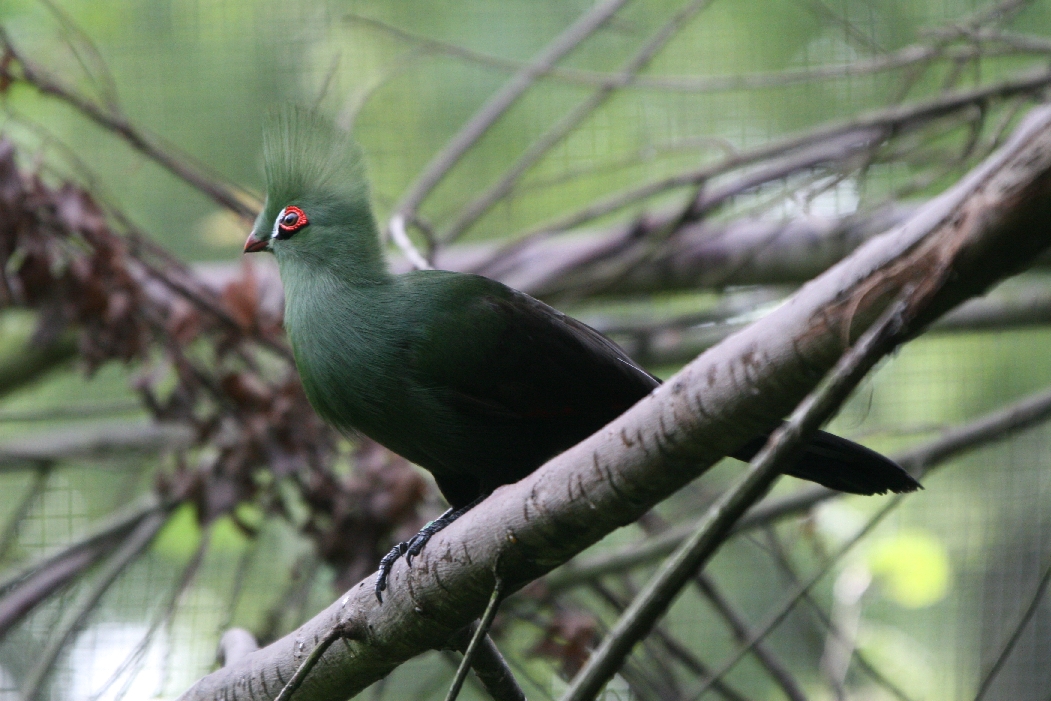 Turaco