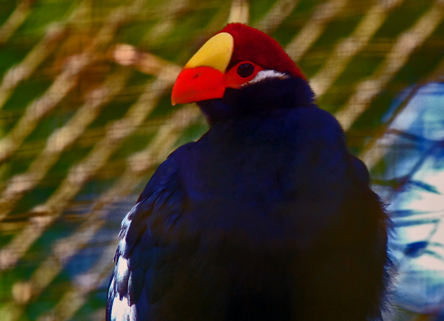 Turaco