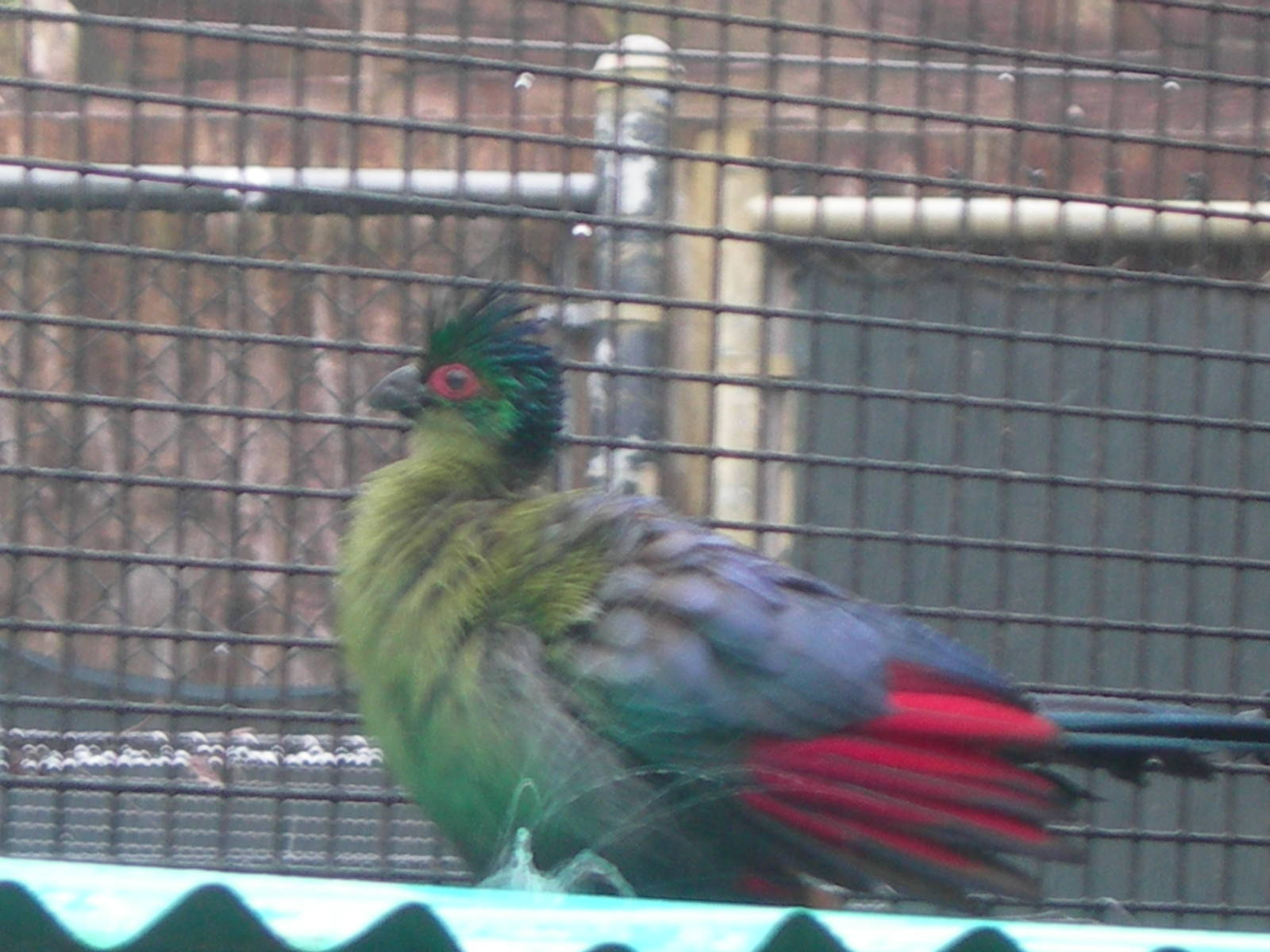 Turaco