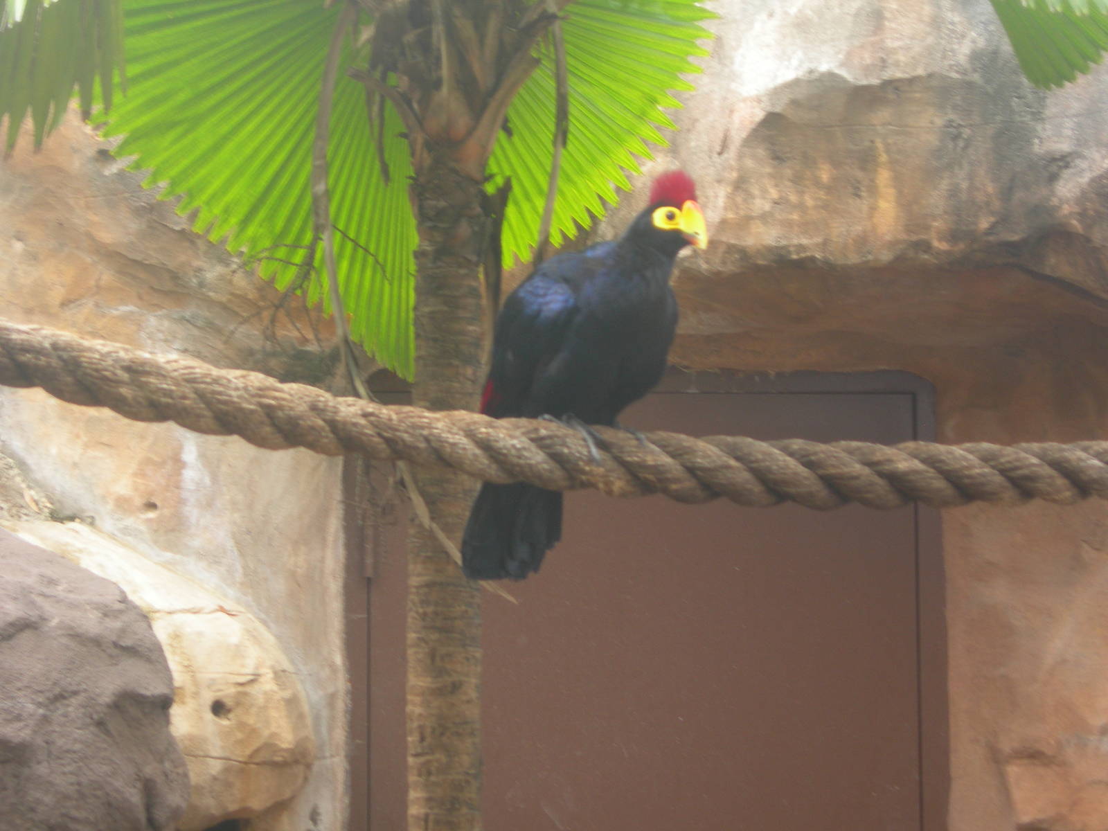 Turaco