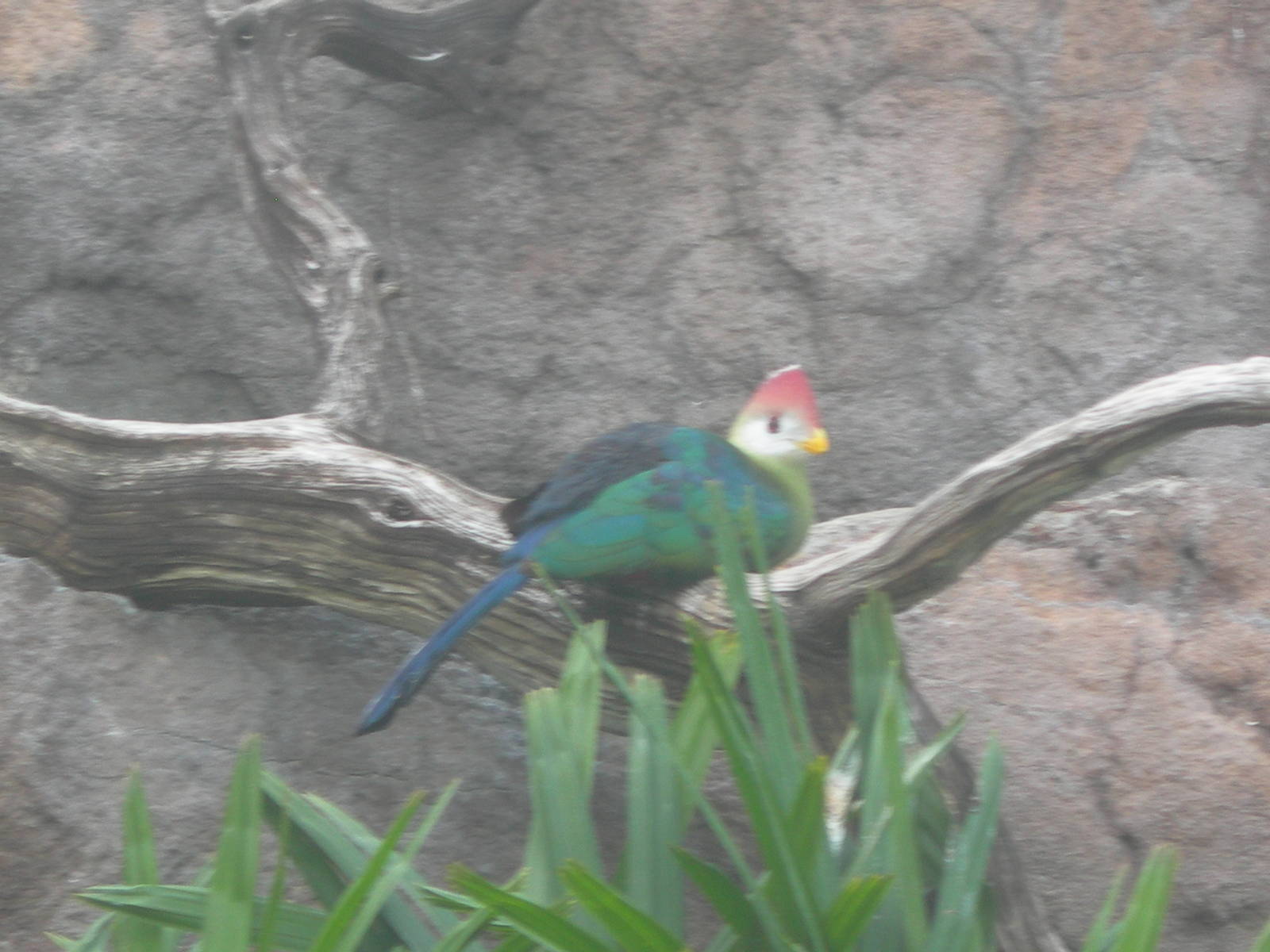 Turaco