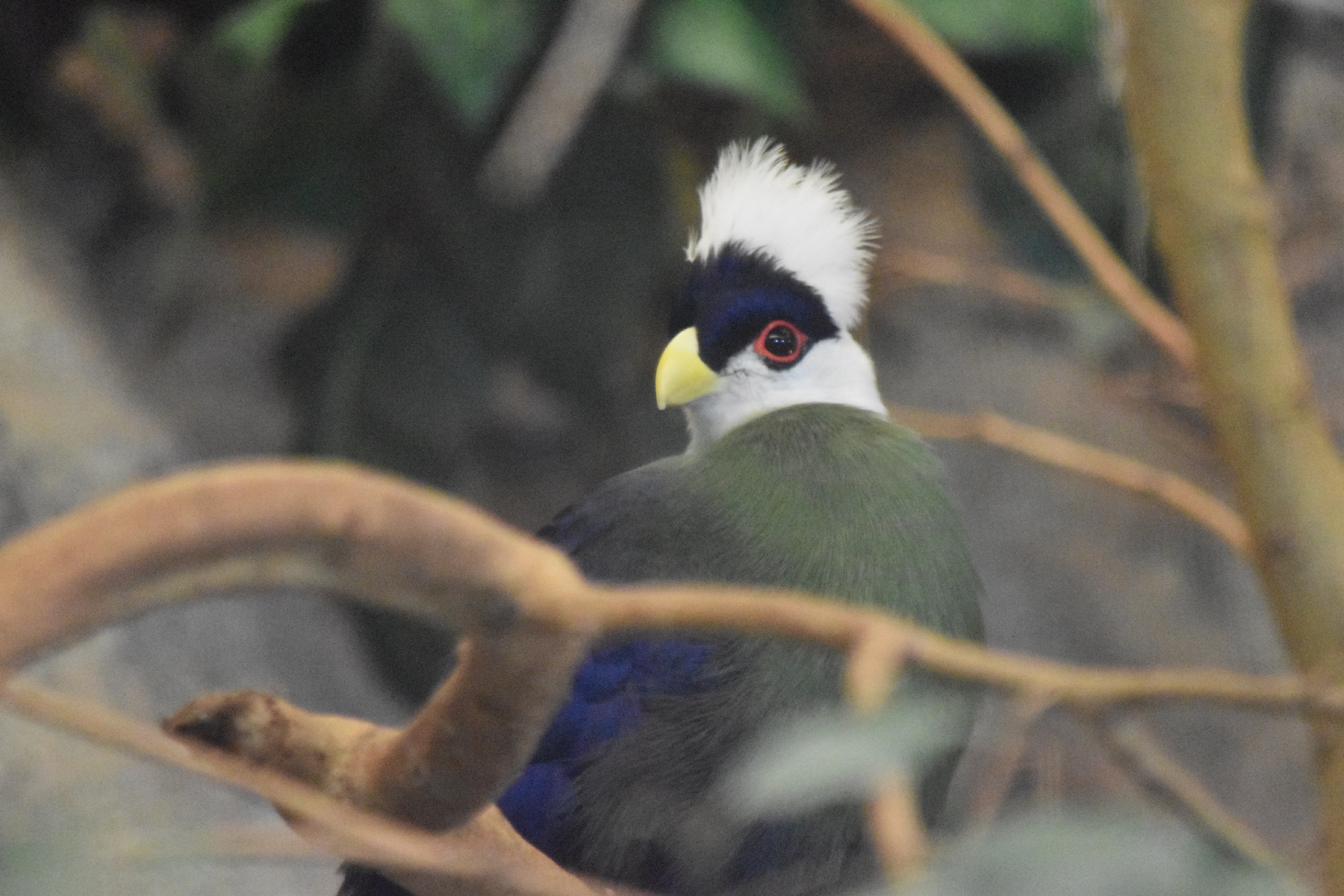 Turaco