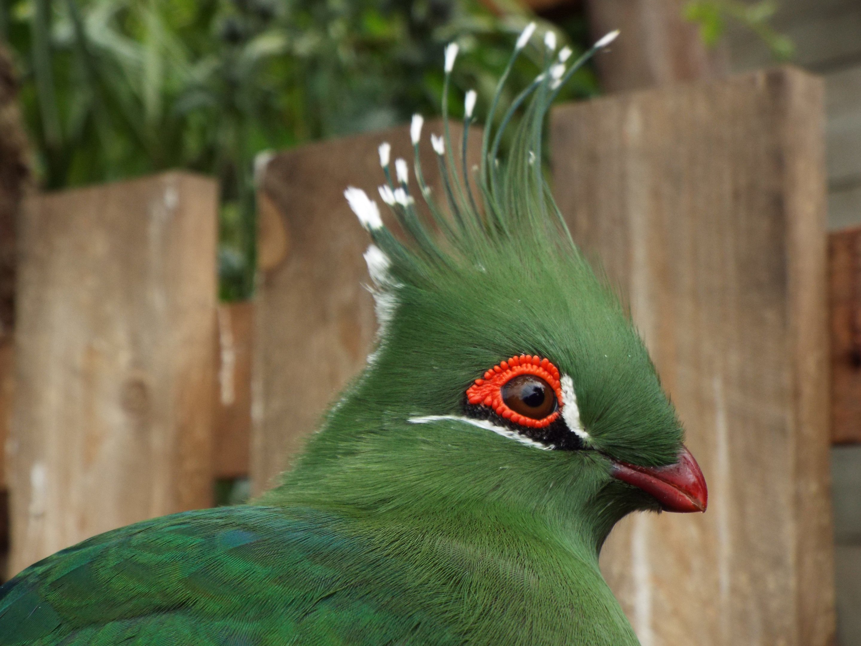 Turaco