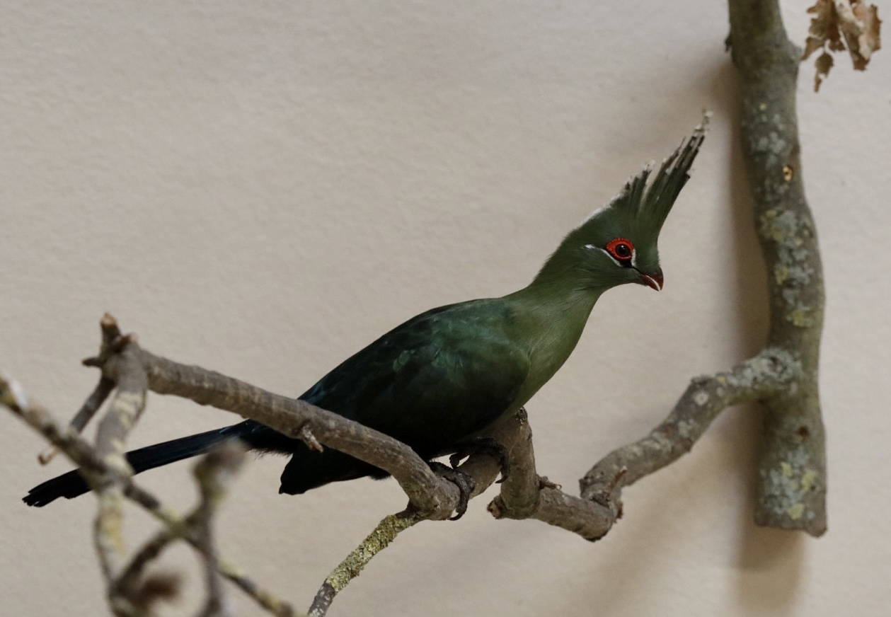 Turaco