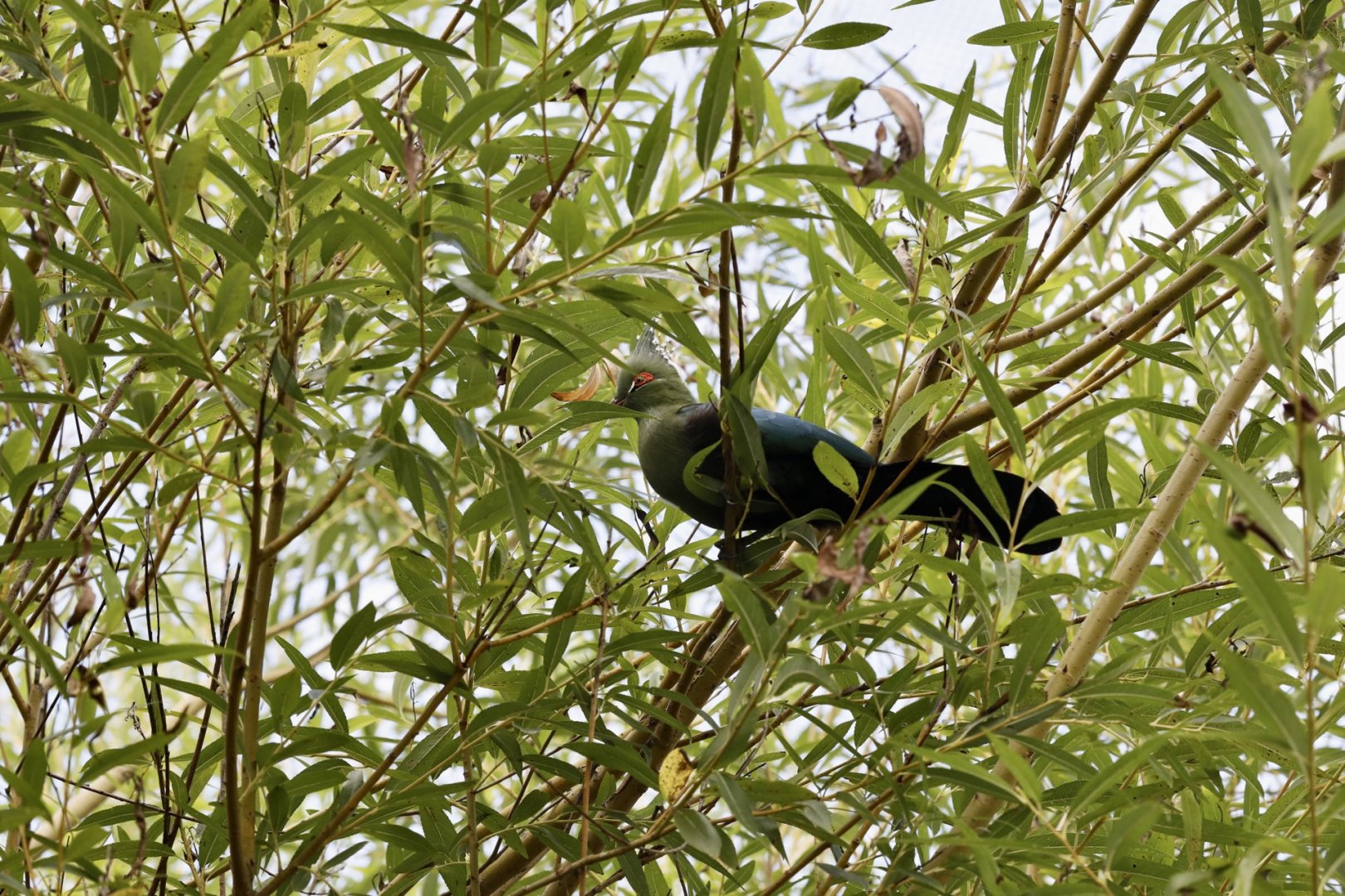 Turaco