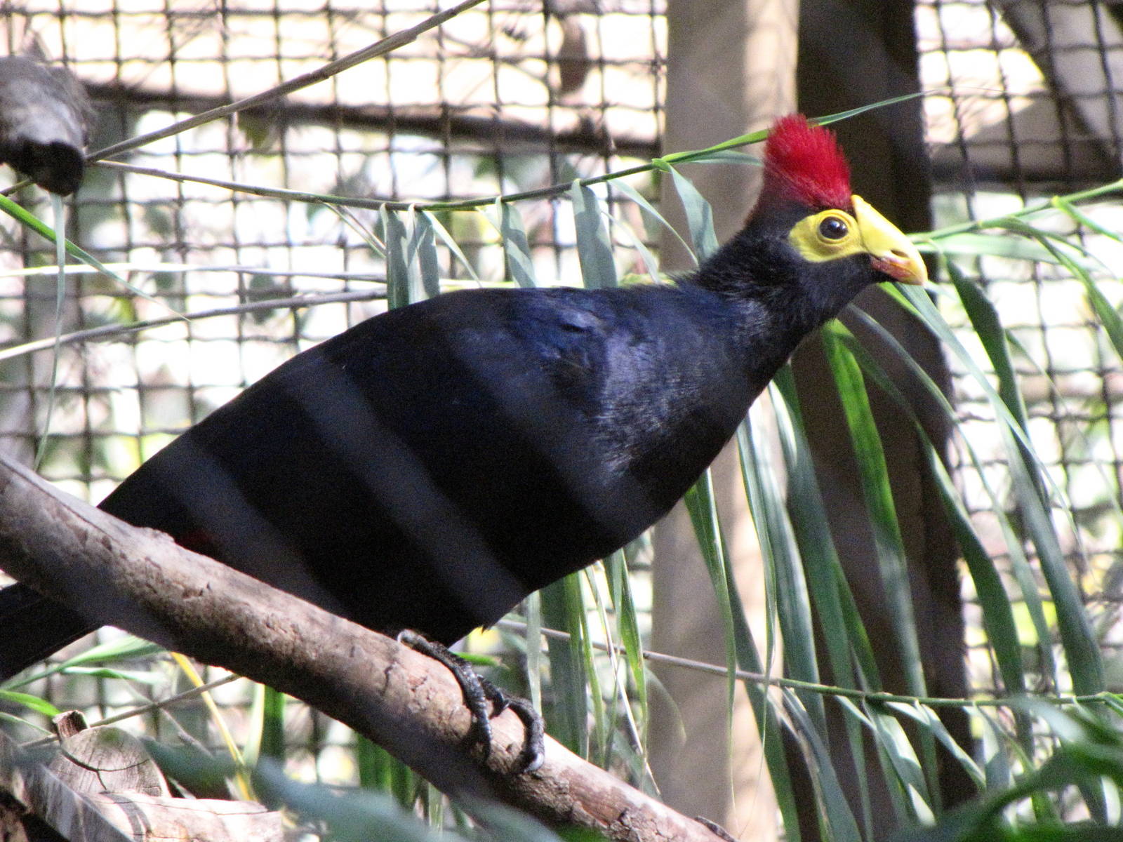 Turaco