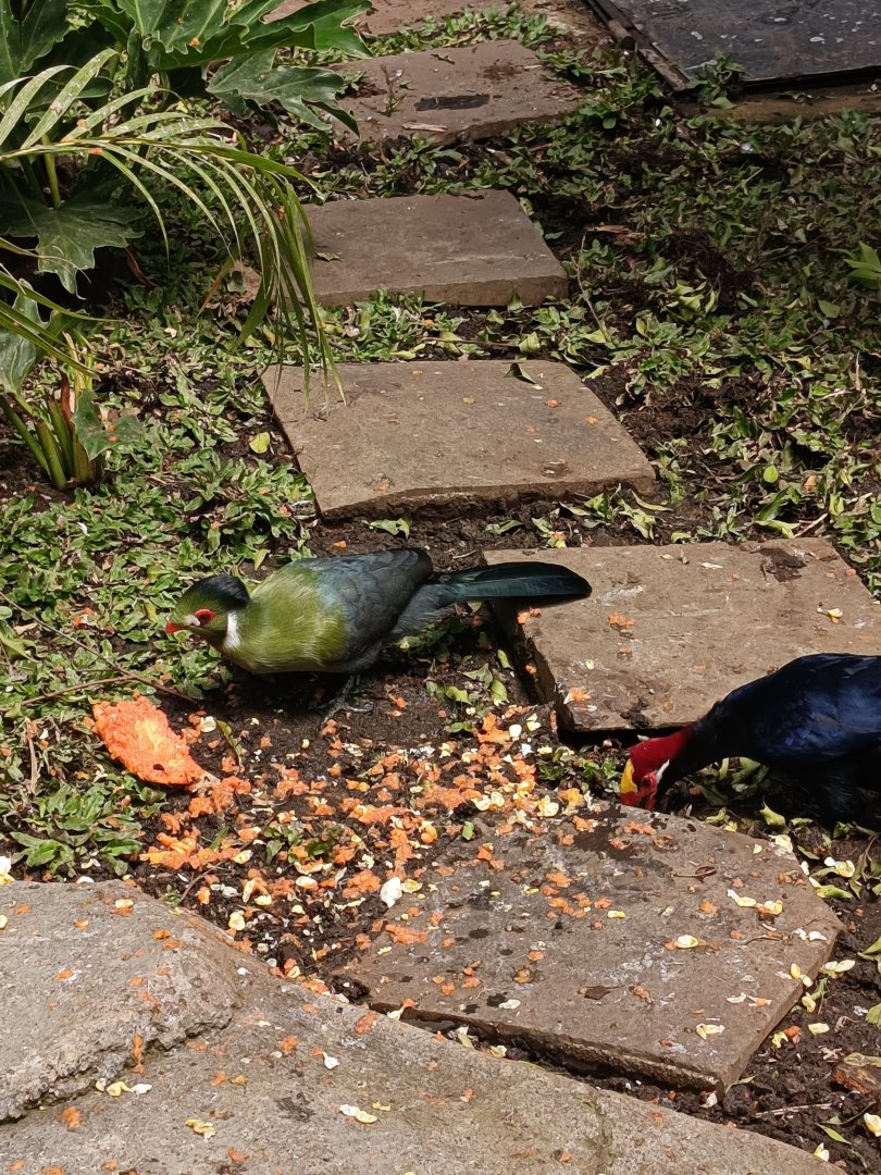 Turacos