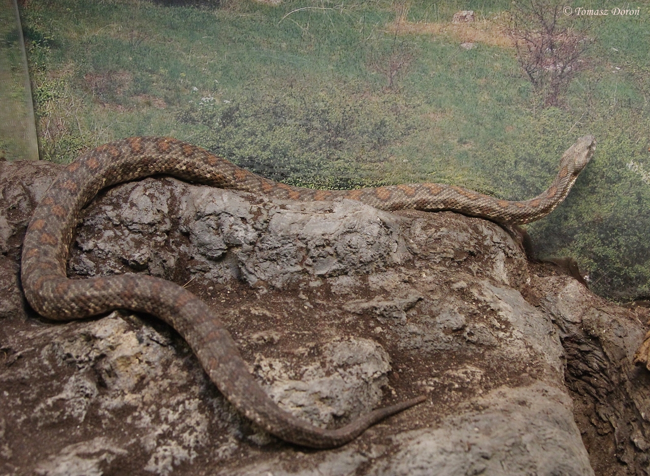 Turan Blunt-nosed Viper (Macrovipera lebetina turanica)