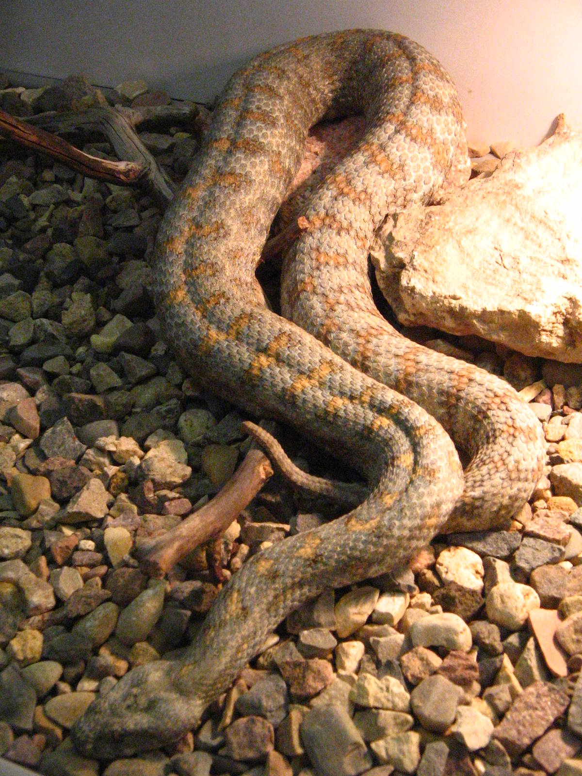 Turan blunt-nosed viper (Macrovipera lebetina turanica)