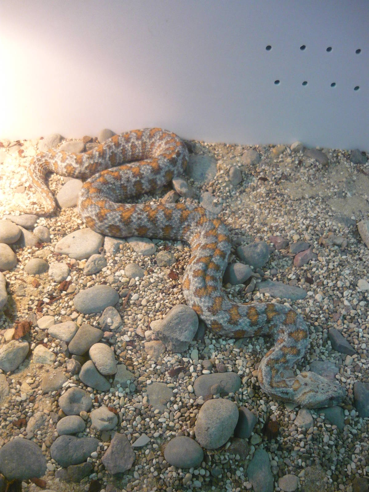 Turan blunt-nosed viper (Macrovipera lebetina turanica)