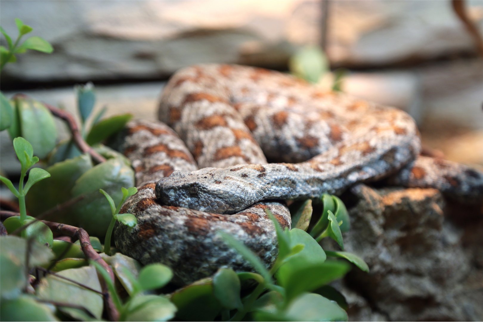 Turanian Viper (Macrovipera lebetina)