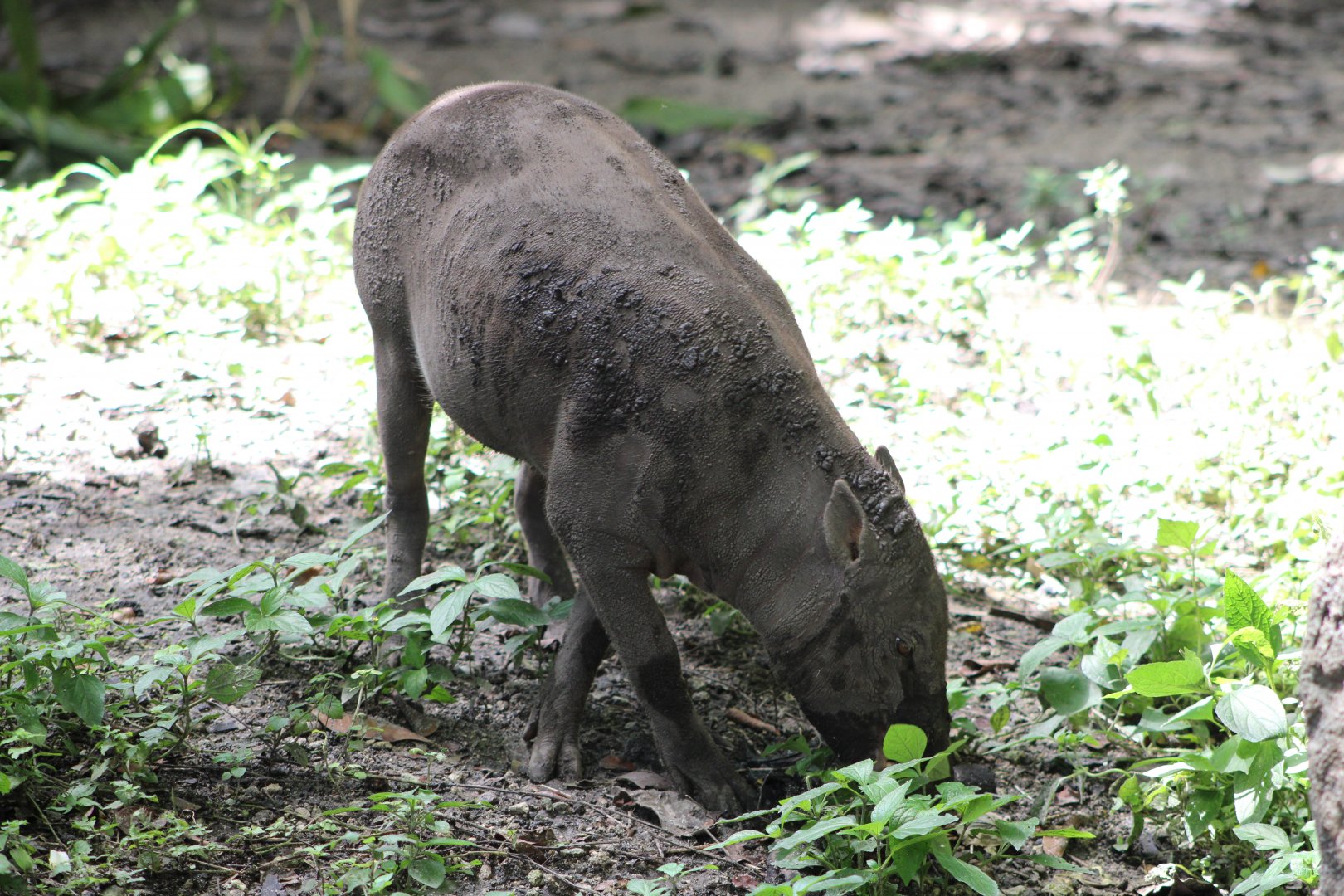 Turbo the Babirusa (Babyrousa celebensis)