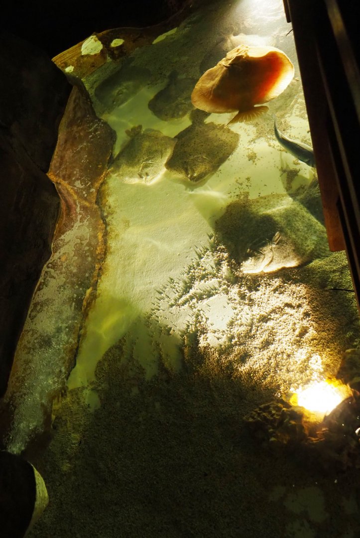 Turbot pool, 2019-10-05