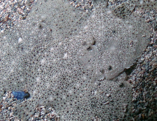 Turbot (Psetta maxima)