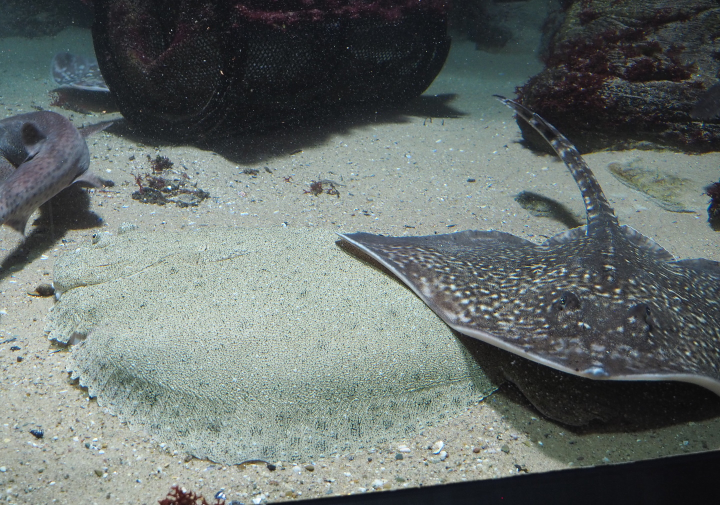 Turbot (Scophthalmus maxima) and Raja species ray, 2021-06-12