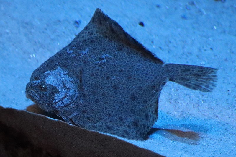 Turbot (Scophthalmus maxima)