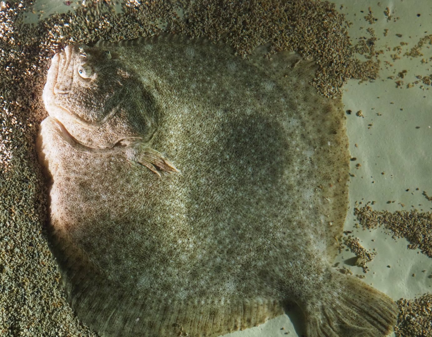 Turbot (Scophthalmus maximus), 2019-10-05