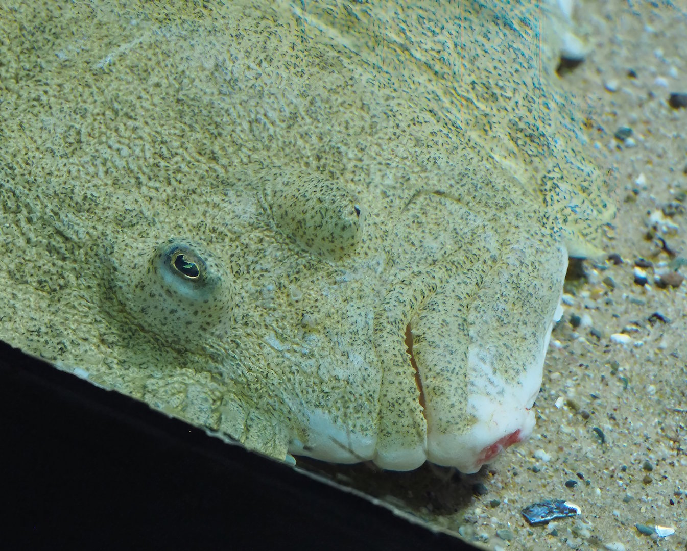 Turbot (Scophthalmus maximus), 2022-08-16