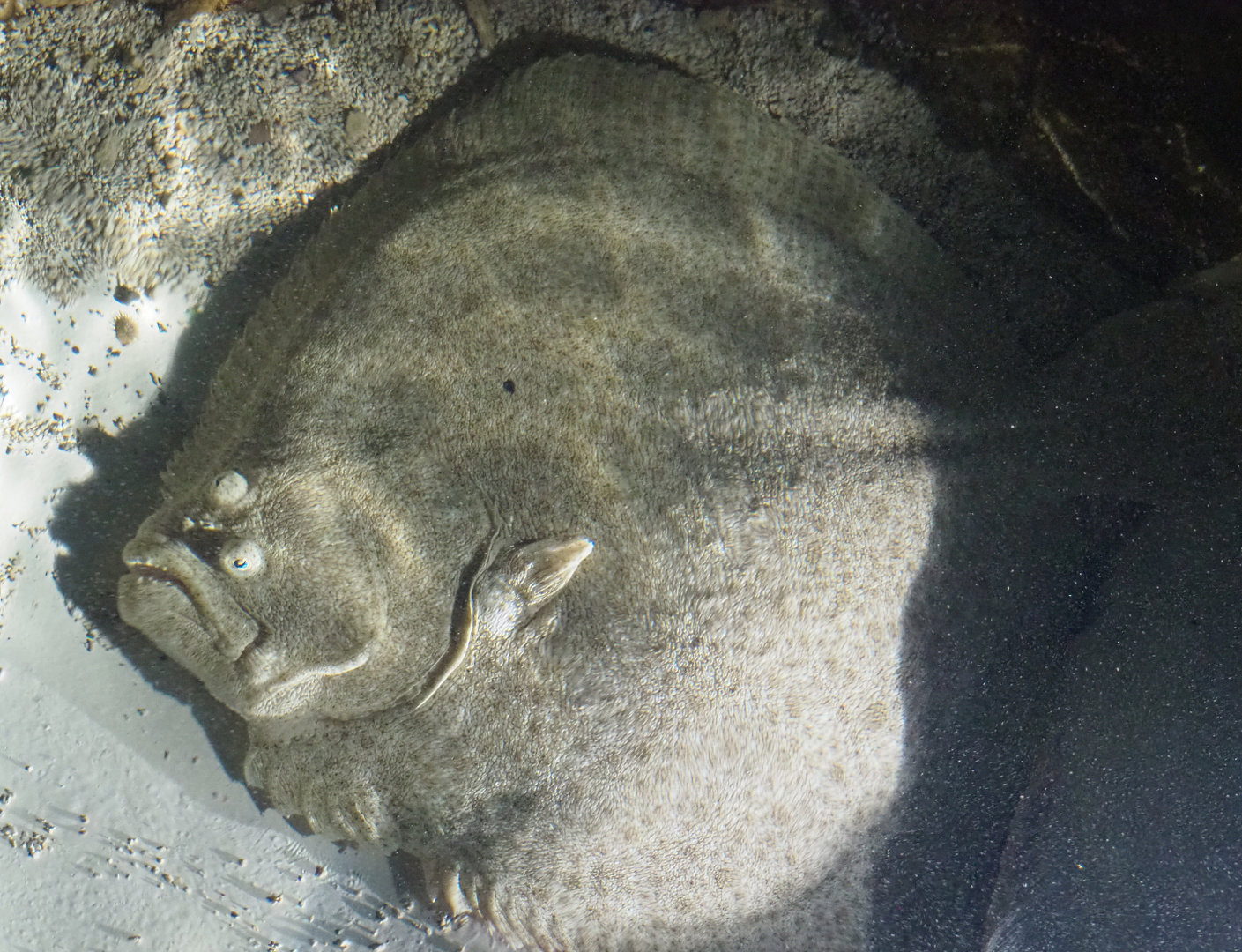Turbot (Scophthalmus maximus), 2022-09-14