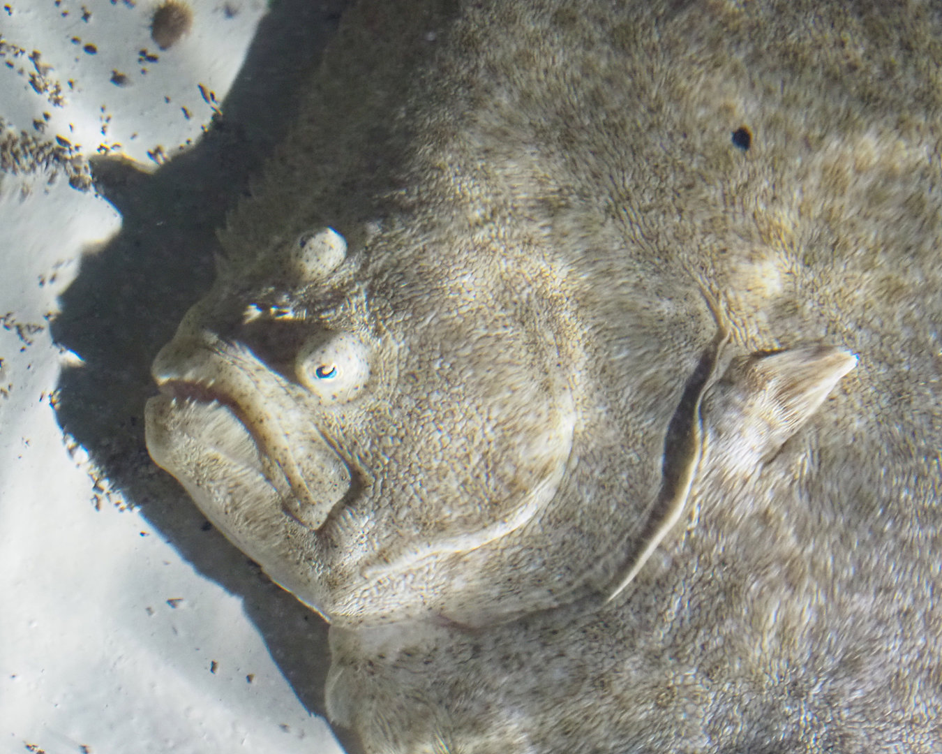 Turbot (Scophthalmus maximus), 2022-09-14