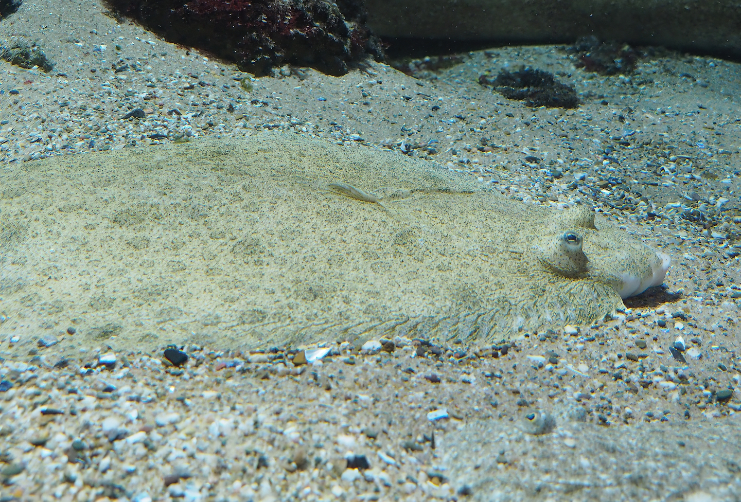 Turbot (Scophthalmus maximus), 2022-10-29
