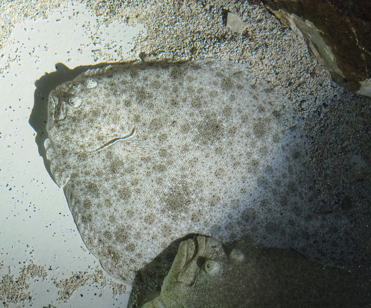 Turbot (Scophthalmus maximus), 2023-05-15