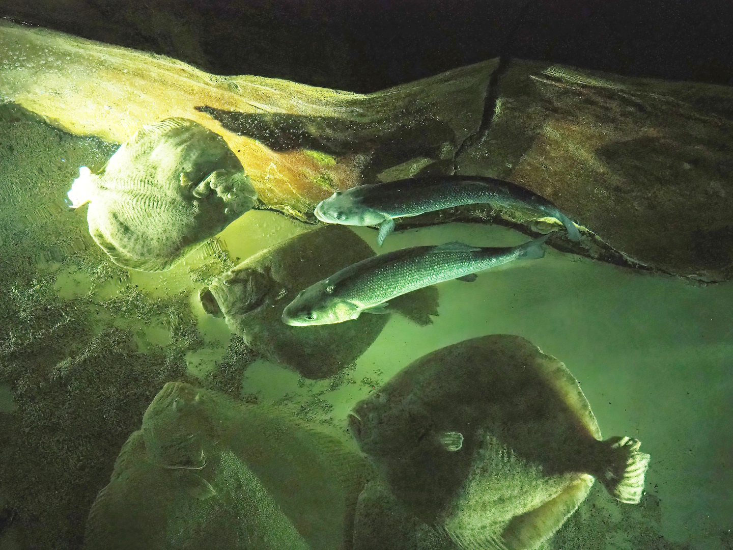 Turbot (Scophthalmus maximus) and European seabass (Dicentrarchus labrax), 2023-05-15