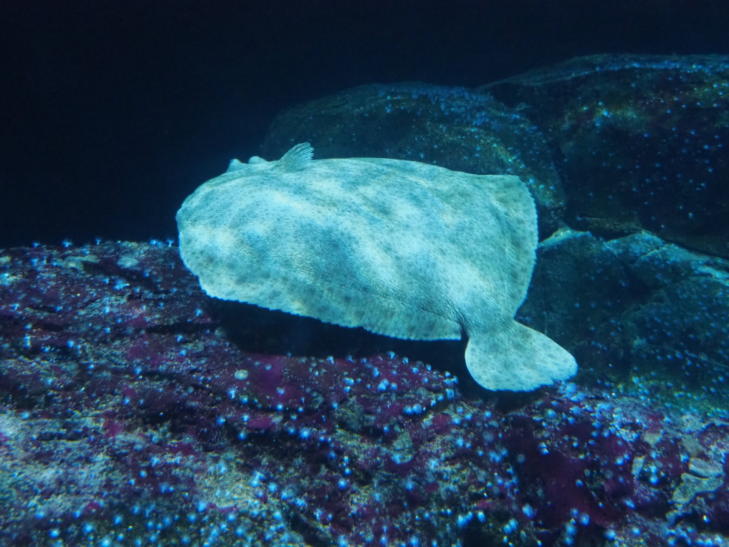 Turbot (Scophthalmus maximus), Nov 10th, 2018