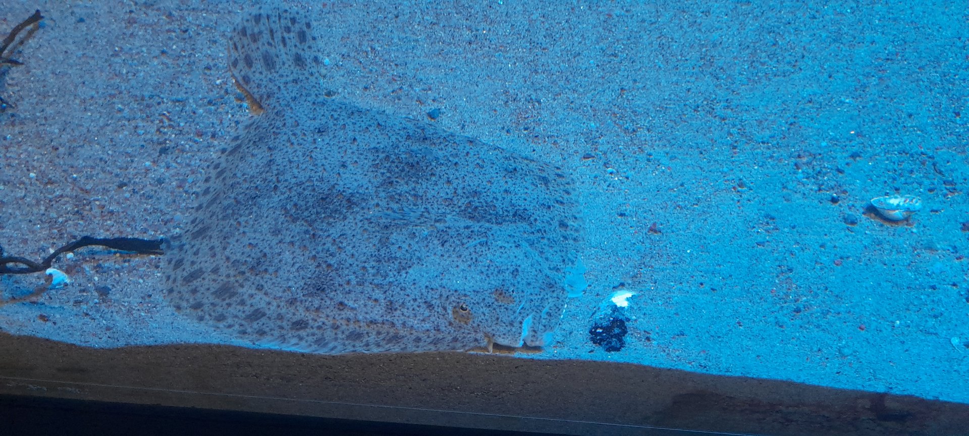 Turbot (Scophthalmus maximus)