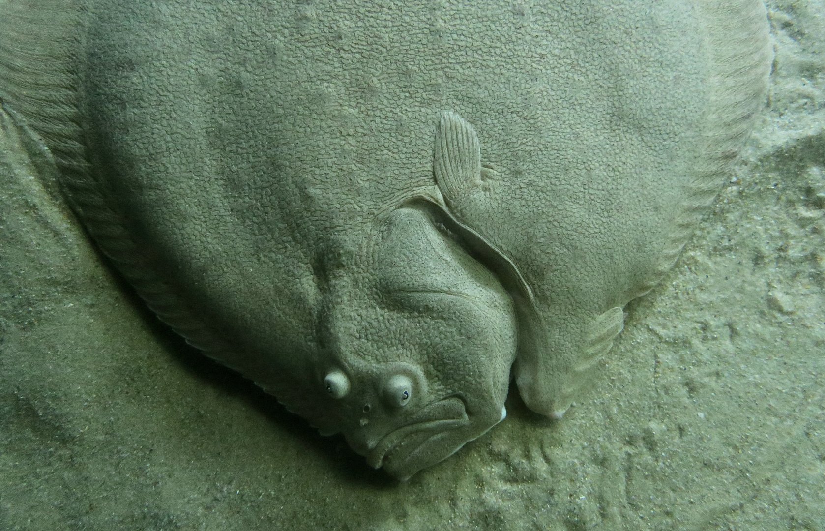 Turbot (Scophthalmus maximus)