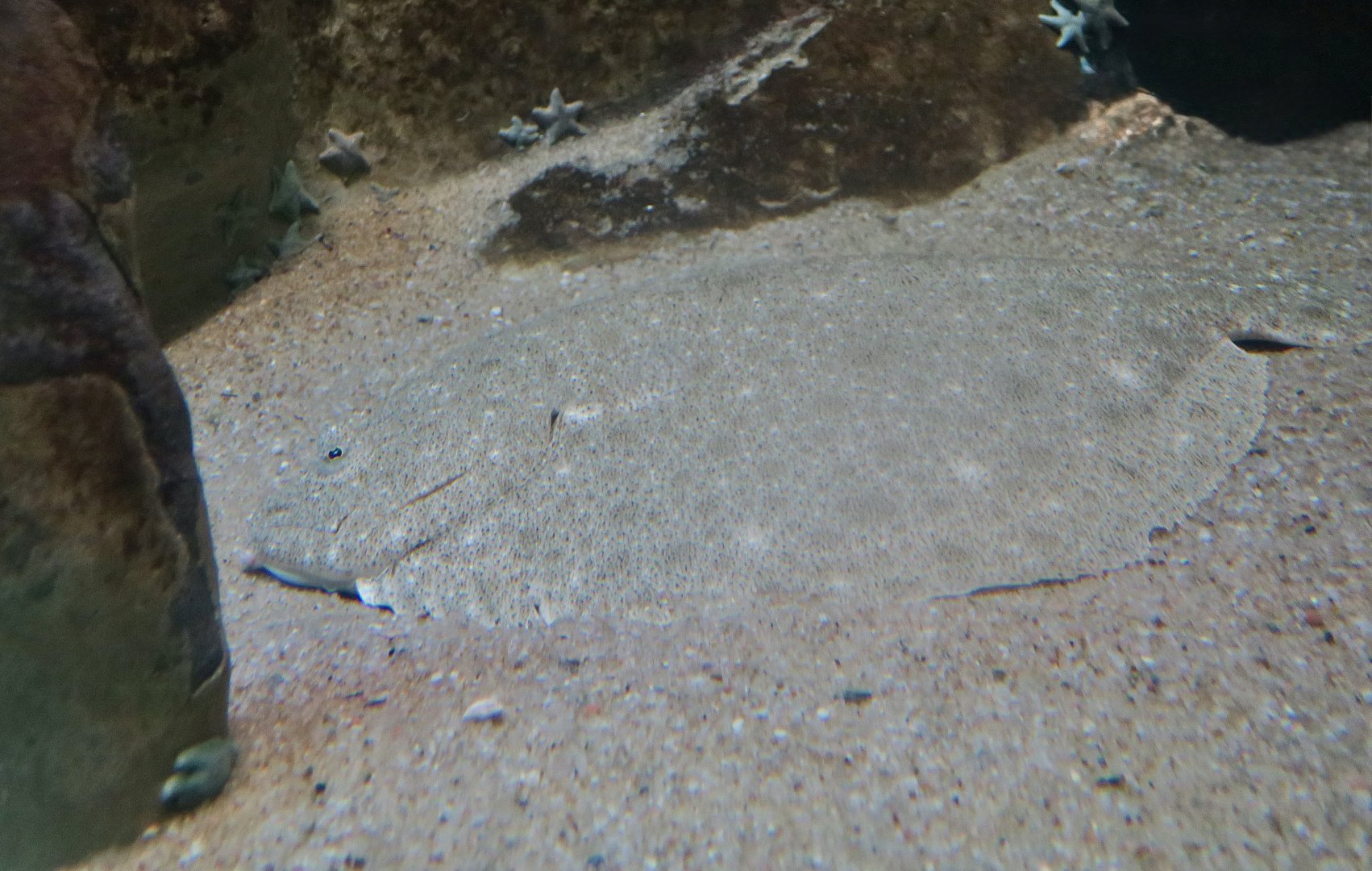 Turbot (Scophthalmus maximus)